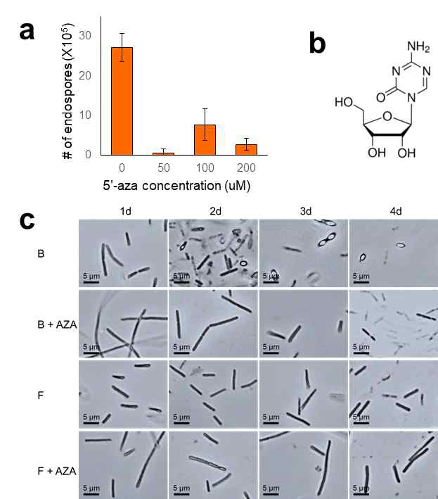 Effect of AZA on endoporeproduction. (a) Endospores are reduced as 5’-azacytidine (AZA) concentration increases in the medium. (b) Chemical structure of 5’-azacytidine. (c) Microscopic observations on sporulation- deficiency by AZA. Sporulation was inhibited in ‘B’ when treated with AZA until 4 days. F type had not change in sporulation ability, and bacteria was elongated when treated with AZA