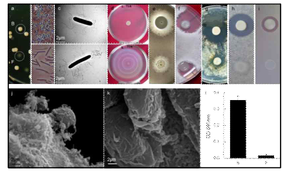Differential character-istics of P. polymyxa E681 ‘B’ and ‘F’ types that is induced by phenotypic variation. (a) Distinct colony shape, (b) lack of endospore formation, (c and d) enhanced number of flagella cell motility, (e-i) reduced antimicrobial activity, and (j-i) impaired root colonization of ‘F’ type