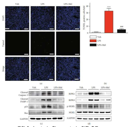 Apoptosis 및 necroptosis 억제 효과