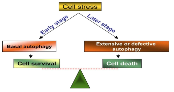 자가포식과 세포생존/사멸