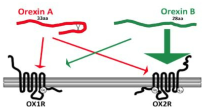 오렉신 A/B와 수용체