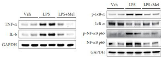 Cytokine 억제 효과