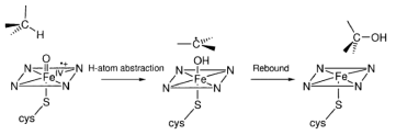 Cpd-I에 의하여 일어나는 C-H 결합 활성화 반응의 메커니즘의 모식도