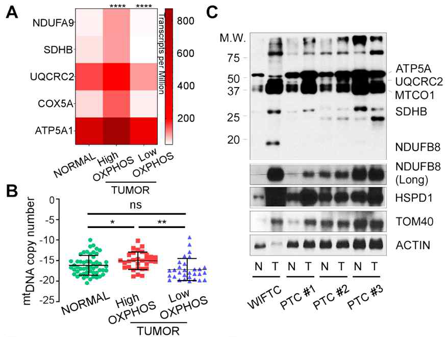 mtDNA copy number에 따른 OXPHOS의 발현과 검체에서 확인한 OXPHOS와 HSPD1의 발현