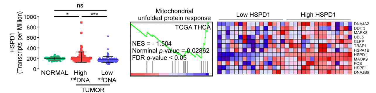 mtDNA copy number에 따른 미토콘드리아 특이적 분자 샤페론(HSPD1)의 발현 증가 및 HSPD1 발현 증가와 동반된 미토콘드리아 스트레스 관련 유전자의 발현 증가
