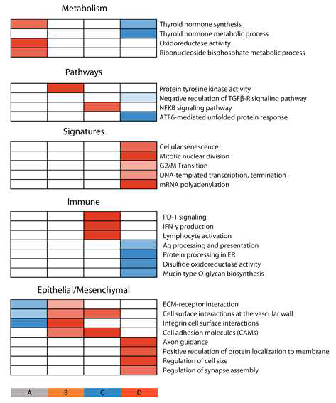 유전자 발현에 따른 갑상선암의 분자생물학적 분류 A: Differentiated, B: Tyrosine kinase, C: Immune resistance, D: Dedifferentiated