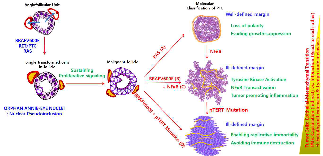 갑상선암의 분자생물학적 분류에 기반한 질환 모델링 (핵심가설 I) A그룹(Differentiated)은 경계가 명확한 종양을 형성하며 분화도가 좋고 주요 질환 유발 돌연변이는 RAS 종양유전자임. B그룹(Tyrosine Kinase)부터는 종양의 경계가 불명확하며 주요 질환 유발 돌연변이는 BRAFV600E 종양유전자임. C그룹(Immune resistance)은 BRAFV600E에 기반한 NFκB 활성암이며, D그룹(Dedifferentiated)은 BRAFV600E에 pTERT 돌연변이를 동반한 암임. (그룹별 주요 돌연변이 분석 수행 결과 반영)
