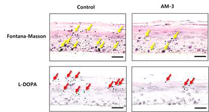 유효 성분에 의한 3차원 인공 피부 모델에서 멜라닌 생성 및 L-DOPA 억제 효과