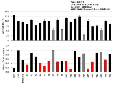인간섬유아 세포 생존율 및 생존율 대비 MMP-1 단백질 분비양