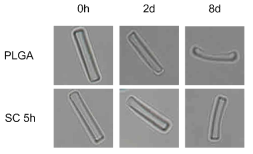 Electronmicroscopic findings of PLGA and PLA-SC microparticle on 0, 2, 8 days in vitro