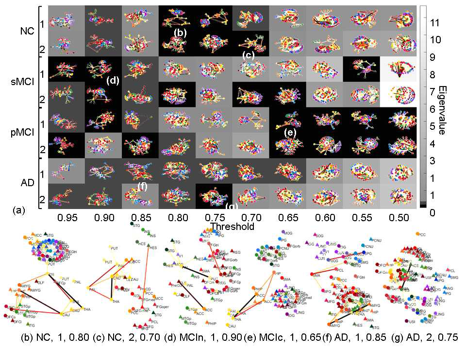 (a) NC, sMCI, pMCI, AD의 그룹 레벨 홀. 각 그룹당 2개의 홀을 구했고, 그 홀의 eigenvalue는 배경색으로 표현했다. 색이 진할수록 eigenvalue가 작다. pMCI와 AD로 갈수록 연속적으로 색이 진해지는 홀이 구해지는 것을 볼 수 있다. (b-g) (a)에서 구해진 홀들을 확대해서 그렸다