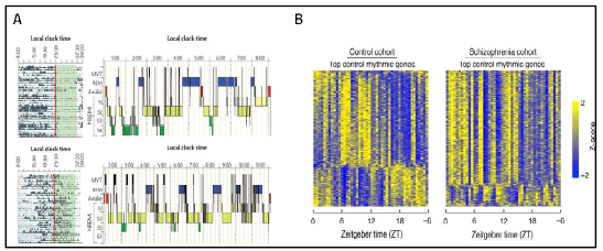 정신질환과 일주기성 리듬과의 관련성. (A) 조현병 환자에서 일주기성 리듬과 수면 패턴의 변화 [2]. (B) 조현병 환자군과 대조군의 일주기성 발현패턴을 보이는 유전자 집합의 변화.