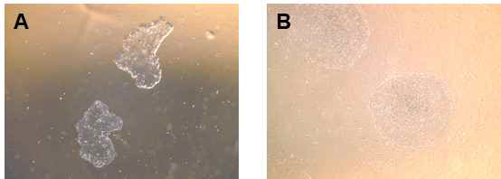배아줄기세포주 배양 (A) Feeder-indepandant 배양 (B) MEF-dependant 배양