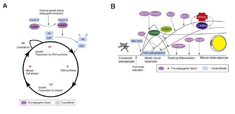 (A) External growth induction에 의한 cell-cycle로의 re-entry (B) Adipogenesis stage에 관여하는 전사인자