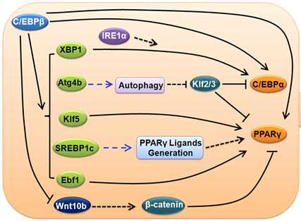 C/EBPβ에 의한 전사인자 조절기전