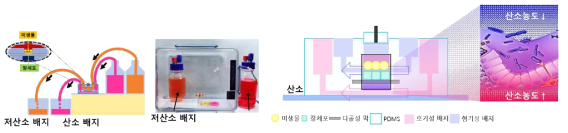 높은 산소농도와 낮은 산소농도를 구현하기 위한 미세유체 칩의 모식도와 사진