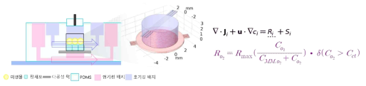 미세유체 칩 내부의 산소농도 분석을 위한 수치모델