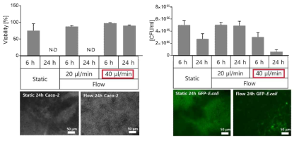 장세포(Caco-2)와 장미생물(E.coli)의 공배양 결과