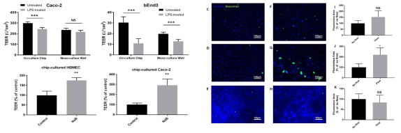 LPS 장벽손상모델과 Exosome 이동 현미경 사진