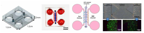 GBE 칩의 모식도와 사진, 세포배양 사진