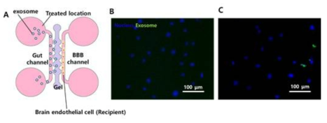 엑소좀 투여 후 이동 사진