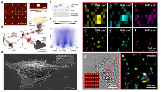 초고해상도 라만 이미징을 도출해내기 위하여 사용한 플라스몬 나노 포스트 어레이 기판, 측정 모식도와 HeLa 세포의 aromatic amino acids와 lipids의 분포