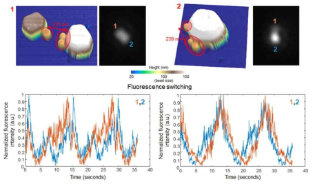 무질서 국소화 근접장을 이용한 형광 이미징을 위하여 시행한 형광 비드(지름: 100 nm)의 스위칭 이미징