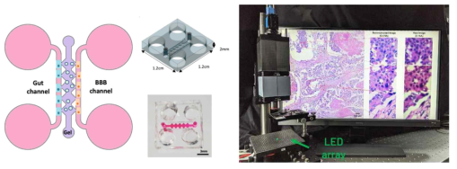 설계된 마이크로 플루이딕 칩과 벤치탑 LED array 현미경