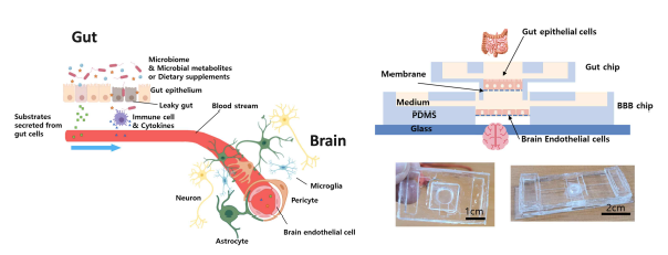 장-뇌축의 개념도와 장-뇌축을 구현하기 위한 미세유체칩의 구조, 실제 사진