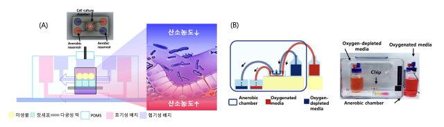 장세포와 장미생물을 공배양하기 위한 산소농도 제어가 가능한 미세유체 칩의 개념과 실제 시스템 사진