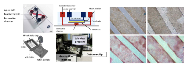 (좌) 장 점액층이 포함된 장 모사 칩의 개념과 실제 사진 (우) 칩에서 배양된 세포와 점액층의 사진