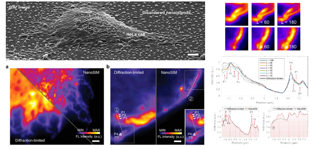나노아일랜드 기반 무질서한 국소 근접장 초고해상도 HeLa 세포 이미징 및 형광 세포 표면 분석