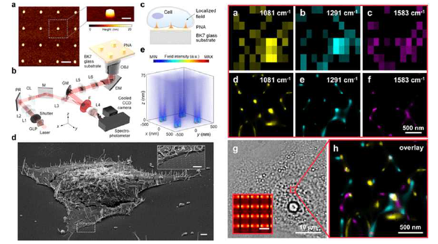 초고해상도 라만 분광 이미지를 도출해내기 위하여 사용한 플라스몬 나노 포스트 어레이 기판 및 이미징 셋업 모식도와 HeLa 세포의 aromatic amino acids와 lipids의 분포 이미지