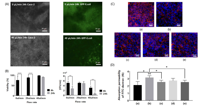 (A) 공배양 후 장세포와 장미생물의 현미경 사진 (B) 장세포와 미생물의 생존률 (C) 장벽단백질의 염색 사진 (D) 약물 투과도 측정 결과