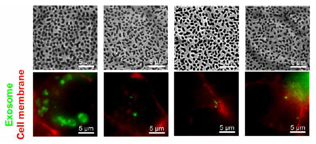 랜덤나노구조 기판을 통한 전자기장 모듈레이션을 통해 획득한 Exosome과 Cell membreane의 초고해상도 형광이미지