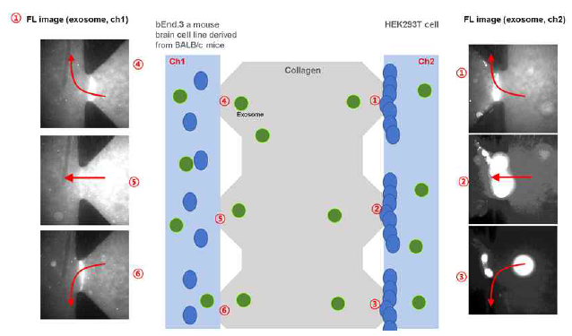 미세유체채널을 통해 HEK293T cell로부터 exosome을 분류하는 과정