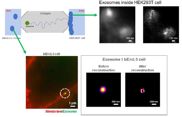 HEK293T cell과 bEnd.3 cell내에 위치한 exosome의 형광 이미지를 획득함