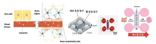 장-뇌축에서 엑소좀 이동 구현과 관찰을 위한 장-뇌축 칩