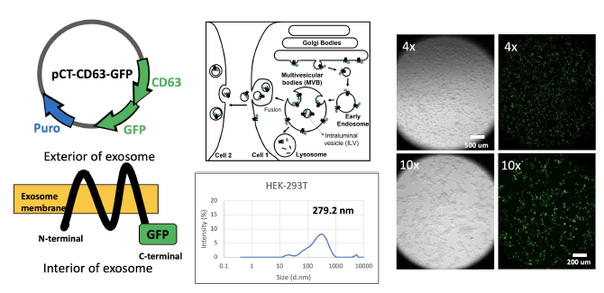 형광표지된 엑소좀을 발현하기 위한 플라스미드 구조와 형광 엑소좀이 발현된 세포 사진