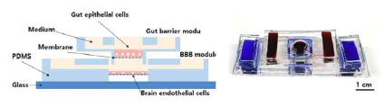 장벽 및 뇌혈관벽 모사칩