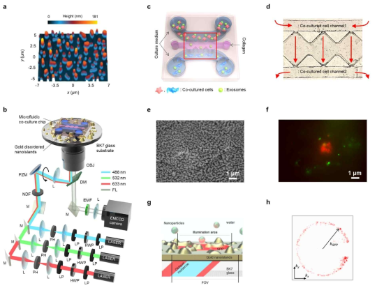 연구개발성과 요약. (a) 제작된 나노섬 구조 샘플. (b) 미세유체침 공배양 시스템과 결합된 초고해상도 영상장치. (c) 미세유체칩 공배양 시스템에 배양된 다른 종류의 세포와 유체역학적으로 이동되는 엑소좀. (d) 미세유체칩 내의 유체의 흐름 표시. (e) 세포가 배양된 나노 구조샘플의 명시야 이미지. (f) (b)를 사용하여 획득한 세포와 엑소좀의 형광 이미지. (g) 나노섬 구조상에서 이동하는 나노 입자의 움직임을 추적하기 위한 시스템 모사도. (h) 나노 입자의 움직에 따라 변하는 플라스몬 누설 방사의 세기 분포