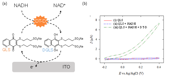 (a) ITO전극, QLS, DT-D, NADH로 이루어지는 전기화학적-효소적 산화환원 순환의 개략도 (b) 0.1 mM QLS 와 1.0 mM NADH, 10 μg/mL DT-D를 포함하는 tris buffer용액을 25 ℃에서 5분간 반응 후 얻은 순환전압전류도