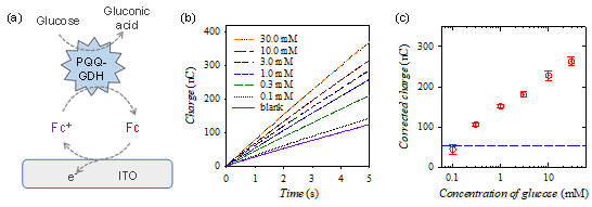 (a) 개발된 페로센 매개체를 이용한 glucose 검출 센서의 개략도 (b) Glucose 농도별 전하의 수치에 대한 시간대 전하도 (c) 시간대 전하도로 얻은 전하를 이용해 얻은 보정 곡선