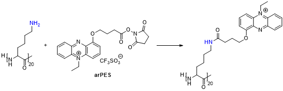 라이신 중합체를 이용한 arPES 매개체 올리고머 합성의 개략도