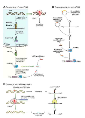 마이크로RNA의 혈관석회화 조절에 대한 종설에 수록된 그림. 마이크로RNA의 생성과정을 설명하는 도해 (Ryu 등, Pharmacol Ther 2021, IF: 12.3)