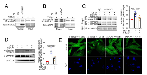 사람 심장 섬유아세포에서 pCAF가 직접 SMAD2에 결합하고 SMAD2 를 아세틸화 시킴. 심장 섬유아세포의 활성화에 이러한 SMAD2의 아세틸화가 필요함 (Lim 등, Int J Mol Sci, 2021, IF: 5.9)