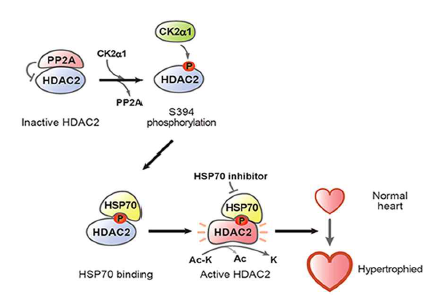 심장비대에 HSP70과 이에 의한 HDAC2의 인산화가 중요함 (Yoon 등, Cardiovasc Res, 2019, IF: 10.8)