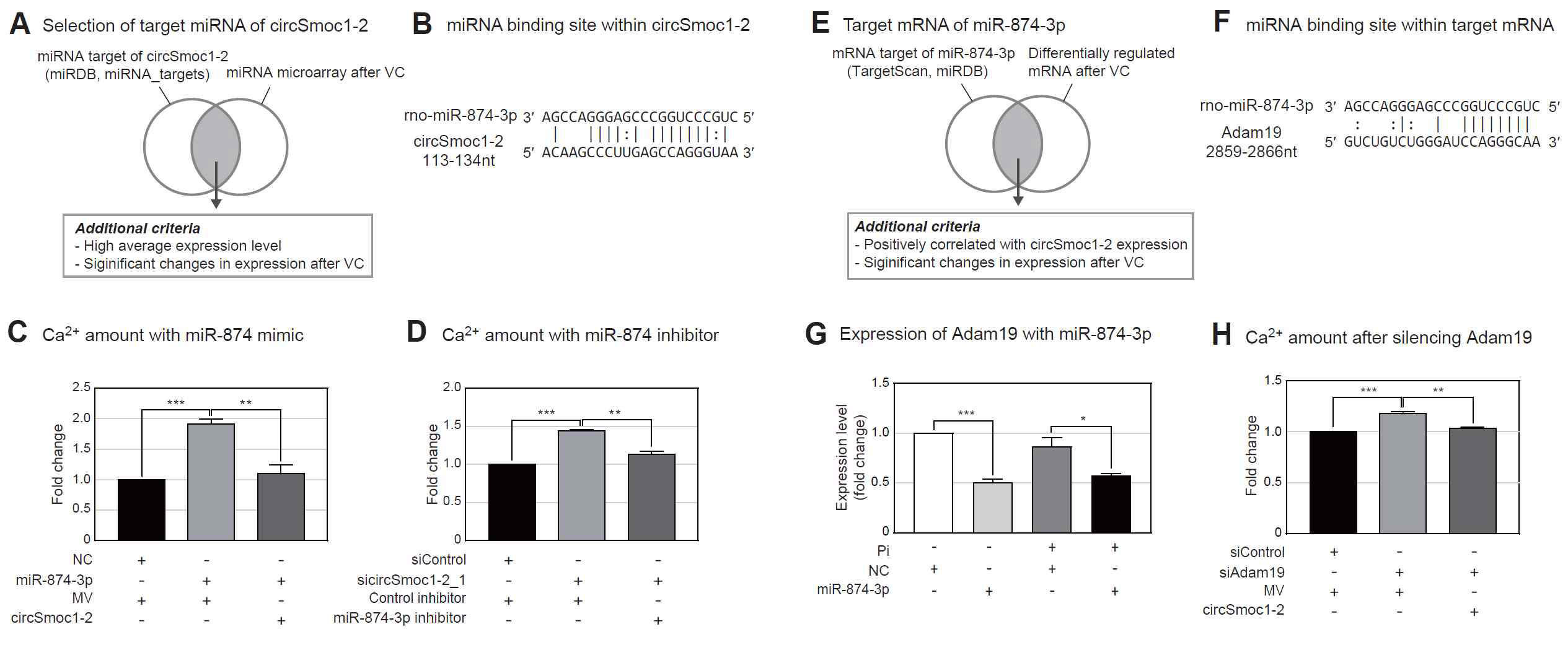 (A-D) circSmoc1 - 2 가 miR-874-3p를 조절하여 세포 내 칼슘양을 조절하는 것을 확인하였고, (E-H) miR - 874 - 3p 는 Adam19를 억제하여 세포 내 칼슘 축적에 영향을 준다는 것을 확인함