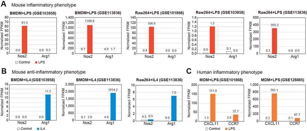 대식세포에 염증 반응 또는 항염증 반응을 유도한 샘플의 RNA-seq 결과를 분석하고, 마커 유전자의 발현 분석을 통해 샘플의 신뢰도 검증. Nos2와 Arg1 유전자의 발현 비율을 생쥐 대식세포의 (A) 염증 반응 및 (B) 항염증 반응 마커로, CXCL11과 CCR7의 발현 여부를 사람 대식세포의 염증 반응 마커로 이용함