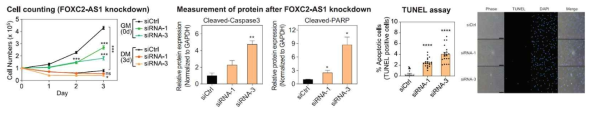 FOXC2-AS1의 억제에 의한 세포 표현형 변화 확인. FOXC2-AS1가 억제되면 혈관 평활근 세포의 증식 감소 및 세포 사멸 증가가 관찰됨